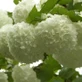 Viburnum Opulus Roseum 3-4ft XL White Flowering Snowball Tree By Direct Plants
