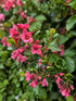 Escallonia Donard Radiance Shrub, Supplied in 3L Pot by Direct Plants