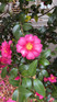 Camellia sasanqua Yuletide Shrub, Supplied in 3L Pot by Direct Plants