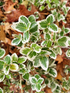 Euonymus fortunei Silver Queen Spindle Shrub, Supplied in 3L Pot by Direct Plants