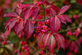 Euonymus Ruby Wine Spindle Shrub, Supplied in 3L Pot by Direct Plants