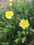 Halimium calycinum Yellow Rock Rose Shrub, Supplied in 3L Pot by Direct Plants