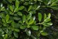 Euonymus japonicus Jean Hugues Japanese Spindle Shrub, Supplied in 3L Pot by Direct Plants