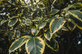 Elaeagnus ebbingei Gilt Edge Oleaster Shrub, Supplied in 3L Pot by Direct Plants