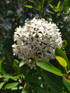 Escallonia Iveyi Shrub, Supplied in 3L Pot by Direct Plants