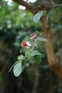 Feijoa Sellowiana Pineapple Guava Shrub, Supplied in 3L Pot by Direct Plants