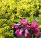 Escallonia laevis Gold Ellen Shrub, Supplied in 3L Pot by Direct Plants