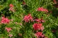 Grevillea Canberra Gem Spider Flower Shrub, Supplied in 3L Pot by Direct Plants