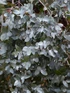 Eucalyptus Silverana Silver Cider Gum Shrub, Supplied in 3L Pot by Direct Plants