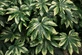 Fatsia japonica Camouflage Japanese Aralia Shrub, Supplied in 3L Pot by Direct Plants