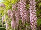 Wisteria Sinensis Pink 6ft XXL Flowering Climbing Plant 7.5L Pot – Instant Gardening By Direct Plants