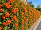 12x Pyracantha Orange Glow 3-4ft Evergreen Security Hedging Plants By Direct Plants