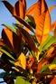 Magnolia Grandiflora 6ft XL Evergreen Magnolia Tree 7.5/10L Pot – Instant Gardening By Direct Plants