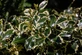 12x Ilex Argentea Aureomarginata Holly 2-3ft Large Variegated Evergreen Hedging Trees By Direct Plants