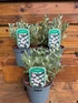 6x Convolvulus Cneorum Large Silver Evergreen Flowering Shrubs 2/3L Pots By Direct Plants