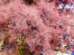 Cotinus Royal Purple Smoke Bush 4ft XL Purple Foliage Shrub 5L Pot – Instant Gardening By Direct Plants
