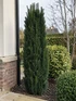 Column Yew Tree 60-70cm XL Evergreen Taxus Fastigiata Robusta 5/7.5L Pot - Instant Gardening By Direct Plants