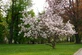 Magnolia Soulangeana 3-4ft XL Pink White Flowering Tree 7.5L Pot – Instant Gardening By Direct Plants