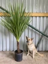 Cordyline Australis Green Palm 3ft Large Specimen Tree With Trunk 10L Pot – Instant Gardening By Direct Plants