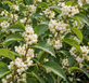 Callicarpa Magical Snowstar 40-50cm XL White Berry Shrub 5L Pot – Instant Gardening By Direct Plants