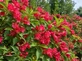 Weigela Red Prince 40-50cm XL Red Flowering Shrub 5L Pot – Instant Gardening By Direct Plants
