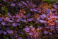 Cotinus Royal Purple Smoke Bush 30-50cm Large Purple Foliage Shrub 5L Pot By Direct Plants