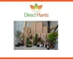 12x Clematis Montana Tetra Rose Fast Growing Pink Flowering Climbers 9/10cm Pots – Bulk Buy Garden Pack By Direct Plants