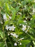 12x Solanum Jasminoides Alba White Flowering Fast Growing Climbers 9/10cm Pots – Bulk Buy Screening Pack By Direct Plants