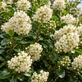 5x Escallonia Iveyi XL Evergreen White Flowering Hedging Plants 5L Pots – Instant Hedge Pack By Direct Plants