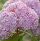 Hydrangea Arborescens Marshmallow 40-50cm XL Pink Flowering Shrub 5L Pot – Instant Gardening By Direct Plants