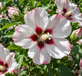 Hibiscus Hamabo 40-50cm XL Pink Flowering Shrub 5L Pot – Instant Gardening By Direct Plants