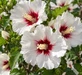Hibiscus Red Heart 40-50cm XL White & Red Flowering Shrub 5L Pot – Instant Gardening By Direct Plants