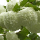 Viburnum Opulus Roseum 60-70cm XL White Flowering Snowball Shrub 5L Pot – Instant Gardening By Direct Plants