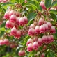 Enkianthus Campanulatus Red Bells 50-60cm XL Red Flowering Shrub 5L Pot – Instant Gardening By Direct Plants