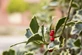 Ilex Argentea Marginata 4-5ft XL Variegated Evergreen Holly Shrub 5L Pot – Instant Gardening By Direct Plants