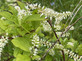 Itea virginica Love Child Virginia Sweetspire Shrub, Supplied in 3L Pot by Direct Plants