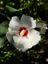Hibiscus French Point Rose of Sharon Shrub, Supplied in 3L Pot by Direct Plants