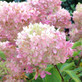 Hydrangea paniculata Pink Diamond Shrub, Supplied in 3L Pot by Direct Plants