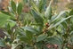 Laurus Nobilis Bay Laurel Shrub, Supplied in 3L Pot by Direct Plants