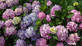 Hydrangea macrophylla Rosita Shrub, Supplied in 3L Pot by Direct Plants