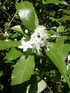 Hoheria sexstylosa Borde Hill Ribbonwood Shrub, Supplied in 3L Pot by Direct Plants