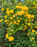 Kerria Japonica Pleniflora Bachelor's Buttons Shrub, Supplied in 3L Pot by Direct Plants