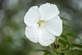 Hibiscus Carousel Ghost Swamp Mallow Shrub, Supplied in 3L Pot by Direct Plants