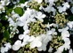 Hydrangea paniculata Levana Shrub, Supplied in 3L Pot by Direct Plants