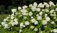 Hydrangea paniculata Polar Bear Shrub, Supplied in 3L Pot by Direct Plants