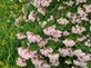 Kolkwitzia Pink Cloud Beauty Bush Shrub, Supplied in 3L Pot by Direct Plants