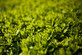 PALLET 20x Cherry Laurel Hedging 5ft+ XL Evergreen Trees 7.5L Pots By Direct Plants
