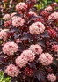 Physocarpus Lady in Red 3-4ft XL Purple Foliage Flowering Shrub 7.5L Pot – Instant Gardening By Direct Plants