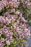 Syringa patula Miss Kim Lilac Shrub, Supplied in 3L Pot by Direct Plants