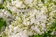 Syringa Flowerfesta White Lilac Shrub, Supplied in 3L Pot by Direct Plants